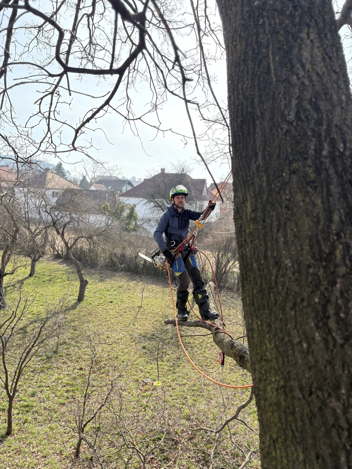 Arborist Rope Salt Alpin la lucru în copac