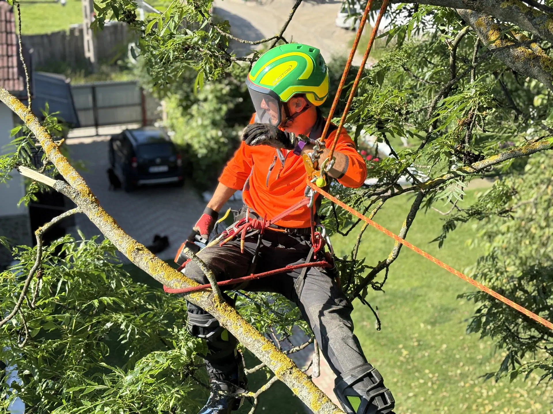 Reduceri coronament arbori