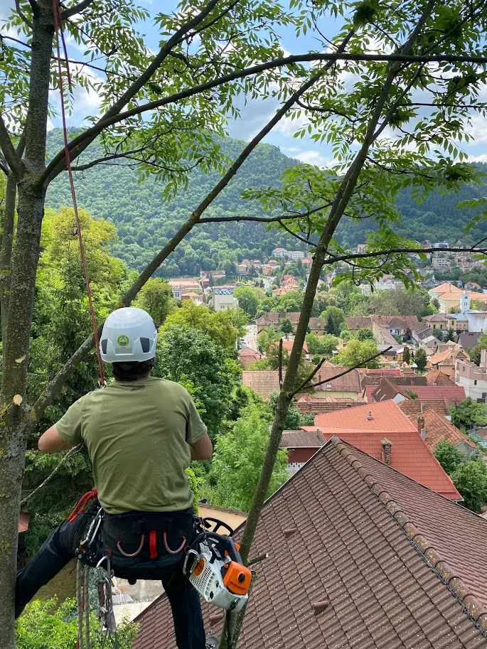 Toaletare arbori